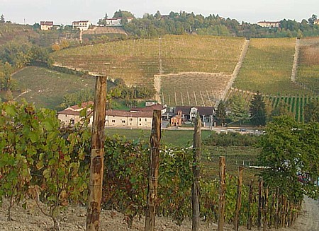 Die Weinberge der Langhe
