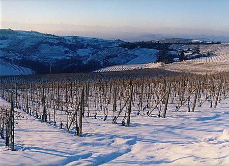 Langhe im Winter