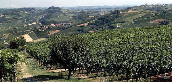 Weinberge des Roero